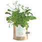 Garden in A Bag | Love - Forget Me Nots | Spring Garden