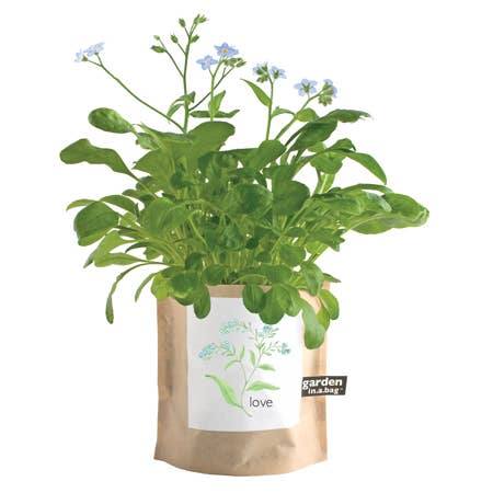 Garden in A Bag | Love - Forget Me Nots | Spring Garden