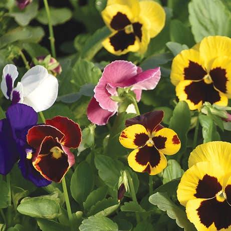 Garden in A Bag Thinking of You | Best Seller | Care Gift