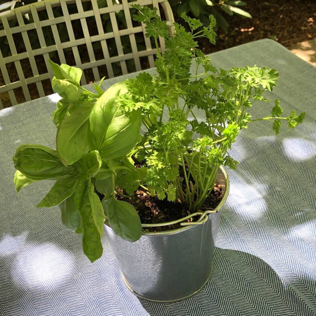 Garden in A Pail | Herbs | Kitchen | Spring Gift