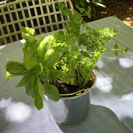 Garden in A Pail | Herbs | Kitchen | Spring Gift